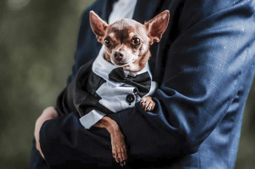 Bodas Pet Friendly